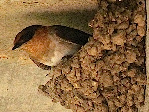 Cave Swallow